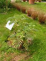 Melianthus - Melianthus major (3) (Photo F. Mrugala)